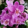 Орхидея Phalaenopsis mini  