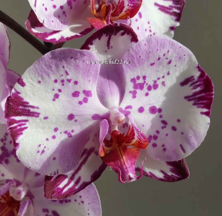 Орхидея Phalaenopsis Magic Art (отцвел)