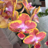 Орхидея Phalaenopsis Kakadu, multiflora (отцвел)