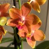 Орхидея Phal. Orange Blossom, multiflora (еще не цвел)