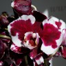 Орхидея Phalaenopsis Black Magic (отцвел)