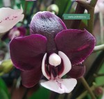 Орхидея Phalaenopsis Kaoda Twinkle (отцвел)