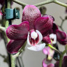 Орхидея Phalaenopsis Kaoda Twinkle (отцвел, РЕАНИМАШКА)