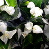 Anthurium Baby White (отцвел)