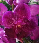 Орхидея Vanda Sumathi Burgundy
