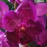 Орхидея Vanda Sumathi Burgundy