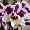 Орхидея Phalaenopsis, multiflora (отцвел)  