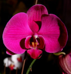 Орхидея Phalaenopsis Big Pepper (еще не цвел, детка)