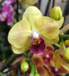 Орхидея Phalaenopsis, multiflora (отцвел, РЕАНИМАШКА*) 