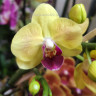 Орхидея Phalaenopsis, multiflora (отцвел, РЕАНИМАШКА*) 