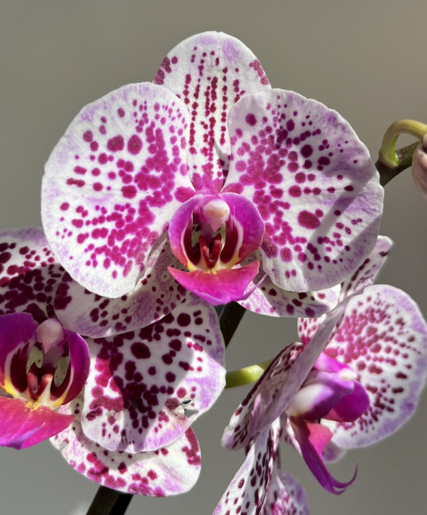 Орхидея Phalaenopsis 