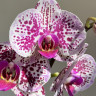 Орхидея Phalaenopsis 