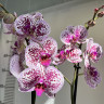 Орхидея Phalaenopsis 