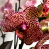Орхидея Phalaenopsis Yellow Leopard (цветет, РЕАНИМАШКА) 