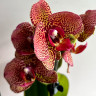 Орхидея Phalaenopsis Yellow Leopard (цветет, РЕАНИМАШКА) 