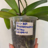Орхидея Phalaenopsis Yellow Leopard (цветет, РЕАНИМАШКА) 
