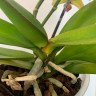 Орхидея Phalaenopsis Yellow Leopard (цветет, РЕАНИМАШКА) 