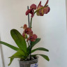 Орхидея Phalaenopsis Yellow Leopard (цветет, РЕАНИМАШКА) 