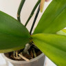 Орхидея Phalaenopsis Yellow Leopard (цветет, РЕАНИМАШКА) 
