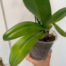 Орхидея Phalaenopsis Yellow Leopard (цветет, РЕАНИМАШКА) 