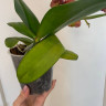 Орхидея Phalaenopsis Yellow Leopard (цветет, РЕАНИМАШКА) 