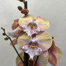 Орхидея Phalaenopsis Rainbow Unicorn, Big Lip   
