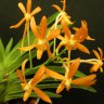 Орхидея  Ascofinetia Twinkle (еще не цвела)