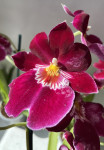 Орхидея Miltoniopsis Patricia Anne 'Maroon' 