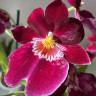 Орхидея Miltoniopsis Patricia Anne 'Maroon' 