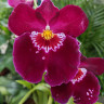 Орхидея Miltoniopsis Patricia Anne 'Maroon' 