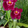 Орхидея Miltoniopsis Patricia Anne 'Maroon' 