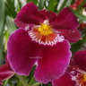 Орхидея Miltoniopsis Patricia Anne 'Maroon' (отцвел)