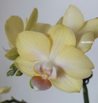 Орхидея Phalaenopsis  mini (отцвел)