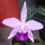 Орхидея Lael. (purpurata x sincorana) x sincorana v.coerulea  (отцвела)