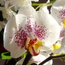 Орхидея Phalaenopsis           