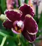 Орхидея Phalaenopsis Bellinzona, multiflora