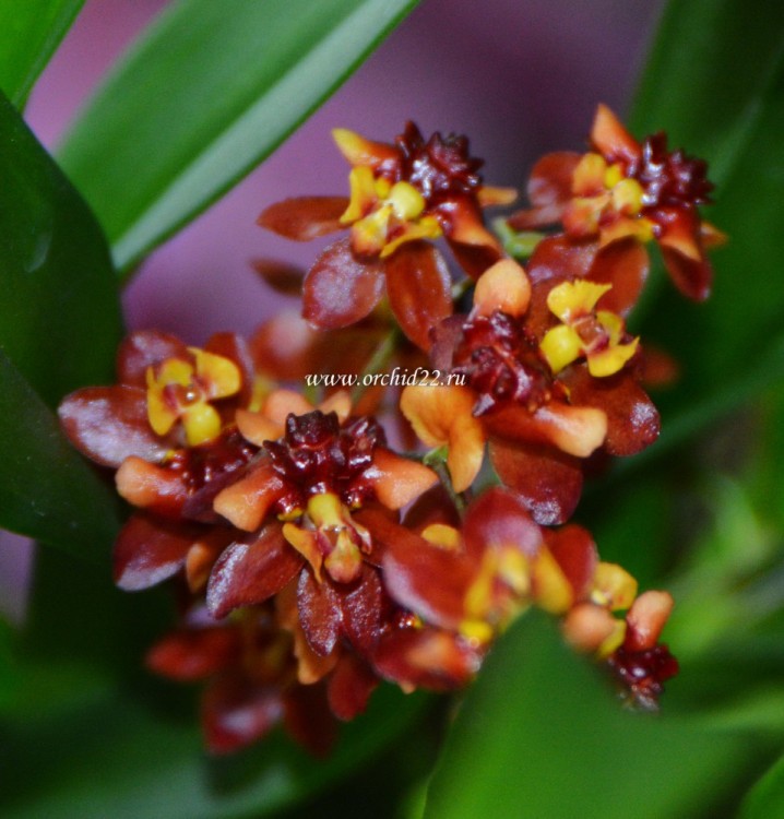 Орхидея Oncidium Twinkle Red Fire (отцвел)