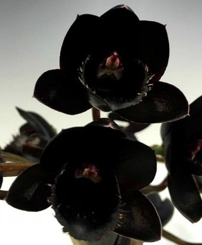 Орхидея Fredclarkeara After Dark 'SVO Black Pearl' (еще не цвела)    