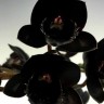 Орхидея Fredclarkeara After Dark 'SVO Black Pearl' (еще не цвела)    