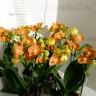 Орхидея Phalaenopsis Little Zorro, midi