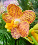 Орхидея Phalaenopsis Indian Summer, midi