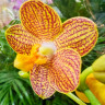 Орхидея Phalaenopsis Indian Summer, midi