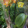 Орхидея Phalaenopsis Indian Summer, midi
