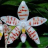 Орхидея Phalaenopsis zebrina 'palawan' (еще не цвел) 