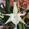Орхидея Angraecum Veitchii (отцвел)