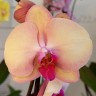 Орхидея Phalaenopsis Hazard (отцвел)