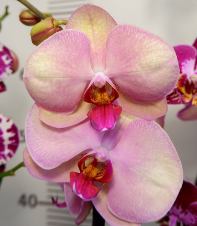 Орхидея Phalaenopsis Hazard