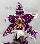 Орхидея Beallara  