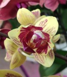 Орхидея Phal. Kakadu peloric, multiflora 