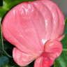 Anthurium Pink Champion 